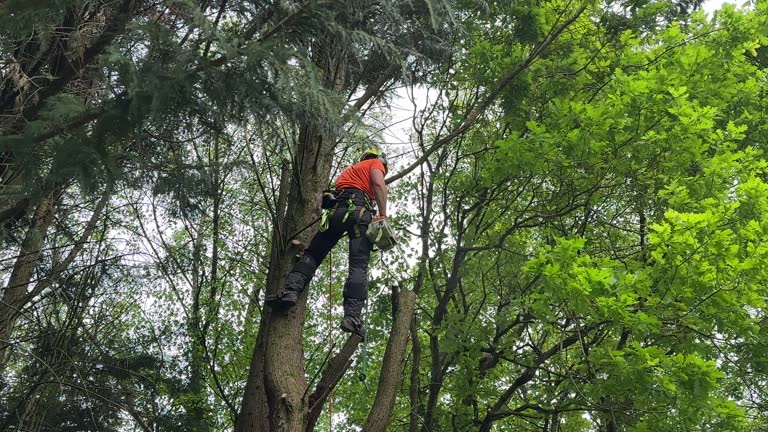 Mulching Services in Surfside, FL